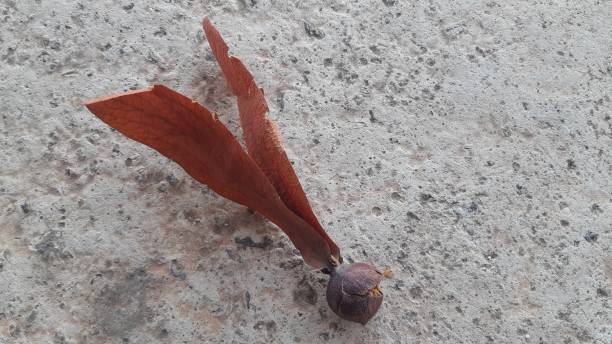 dipterocapus alatus samen natur hintergrund. - maple keys seed maple tree red stock-fotos und bilder