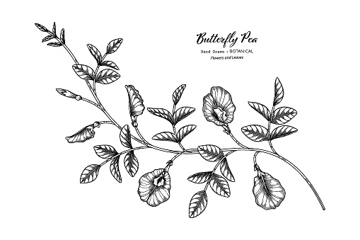 Butterfly peas flower and leaf hand drawn botanical illustration with line art.