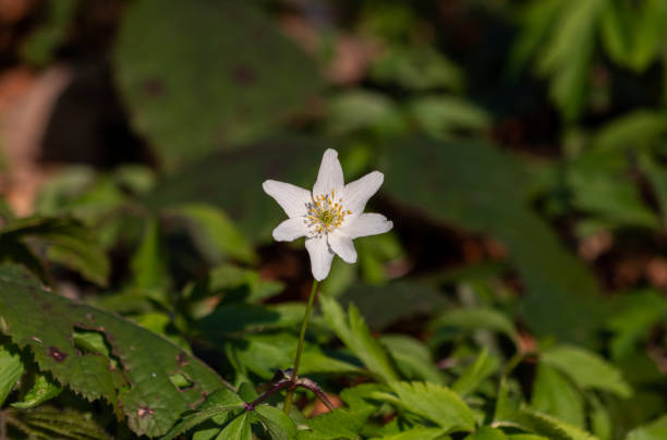 istock Nemorosa wild forest flower background 1313778913