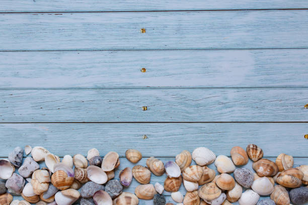istock Summer beach background, seashells on light blue background. Top view. Sea summer vacation background 1313779579