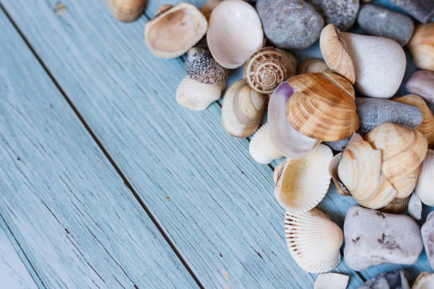 istock Summer beach background, seashells on light blue background. Top view. Sea summer vacation background 1313779631