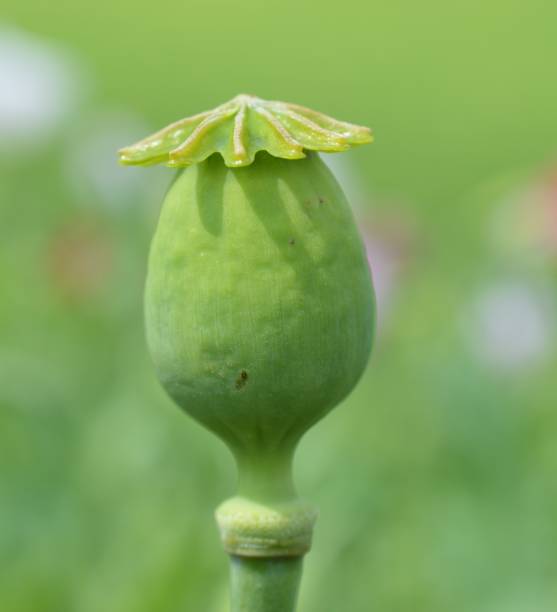 istock Macro of a poppy seed flower 1313780687