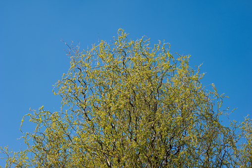 Blooming yellow willow tree spring time crown blue sky in the background.