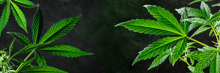 Marijuana panorama. Cannabis panoramic header with vibrant green leaves and copy space, on a dark background