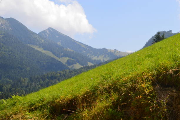 istock A beautiful valley in Austria 1313781606