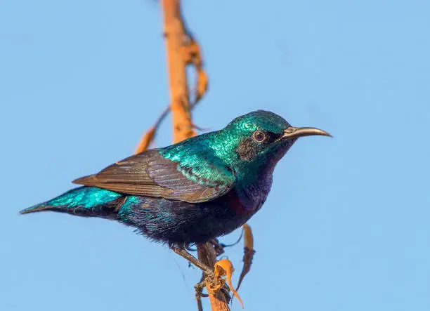 The purple sunbird is a small bird in the sunbird family found mainly in South and Southeast Asia but extending west into parts of the Arabian peninsula.