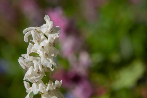 코리달리스 카바 또는 르헨스포르노라고도 하는 복사 공간과 중공 뿌리 연기의 하얀 꽃의 클로즈업 - corydalis 뉴스 사진 이미지