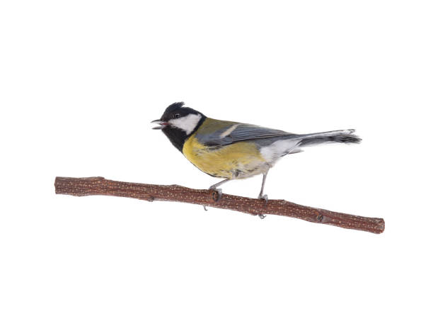 istock great tit sits on a tree branch isolated on white 1313782548