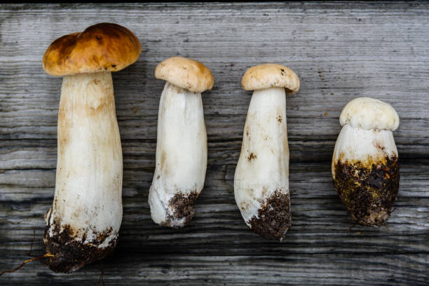 istock Freshly picked porcini mushrooms on a rustic wooden table. Top view 1313783608