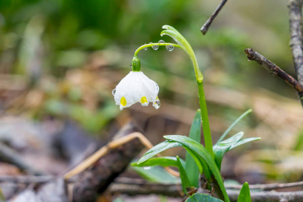 Close up of two spring snowdrop blossoms covered in rain drops.