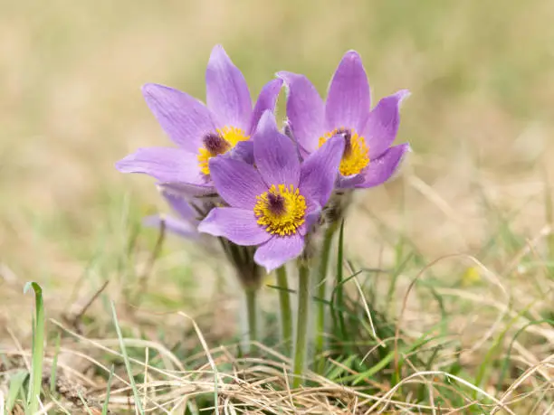 Closeup of a wild pasque flower (Pulsatilla vernalis) in springtime Austria