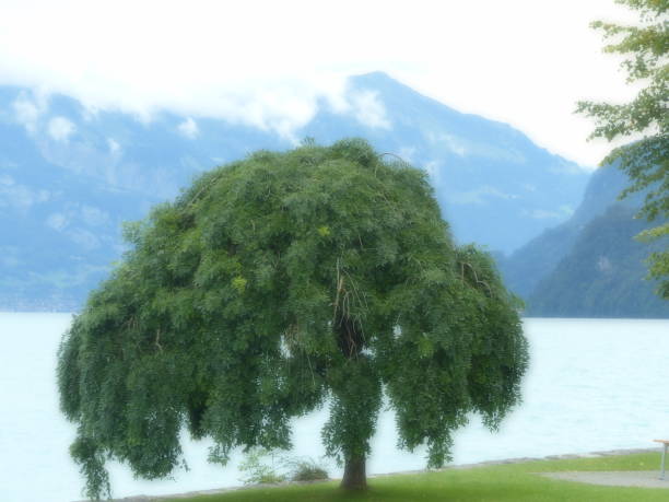 istock Tree in front of a lake, Switzerland 1313784789