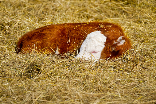 New born calf of Chandler Herefords cow breed, sleeping under spring sut at field. A orange white baby cow sleeping on hay.