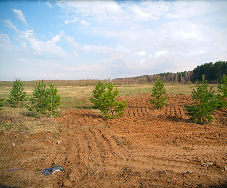 Landscape with young fir trees just planted, springtime shot