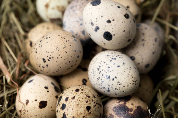 istock Still life of quail eggs decorated in dry herbs. Close-up. Rustic. Easter celebration concept. 1313785811
