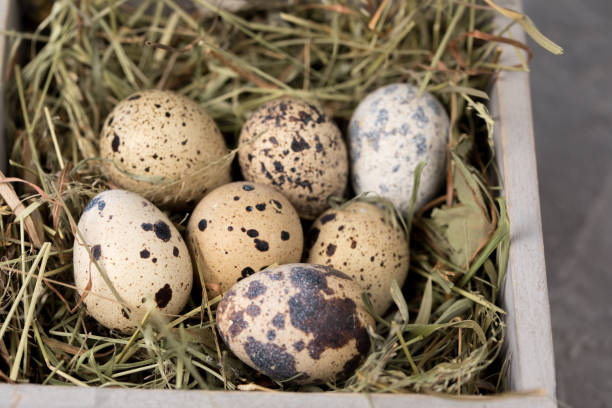 istock Still life of quail eggs decorated in dry herbs. Close-up. Rustic. Easter celebration concept. 1313785835