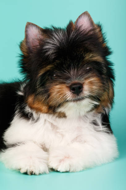 istock Biewer Yorkshire Terrier on colored backgrounds 1313787317
