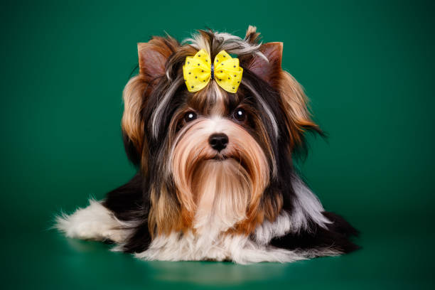istock Biewer Yorkshire Terrier on colored backgrounds 1313787386