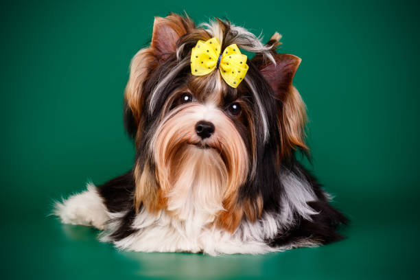 istock Biewer Yorkshire Terrier on colored backgrounds 1313787387