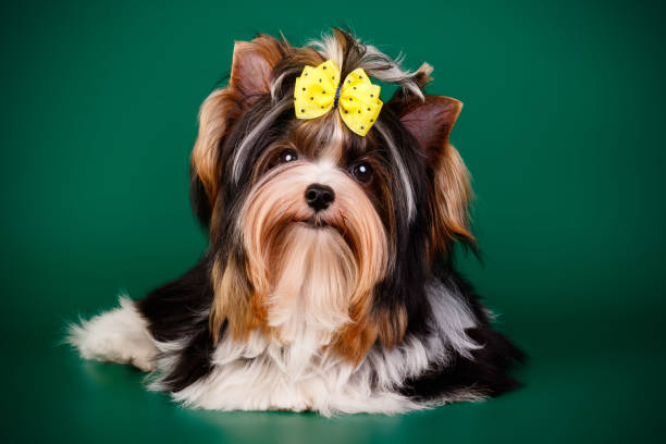 istock Biewer Yorkshire Terrier on colored backgrounds 1313787390