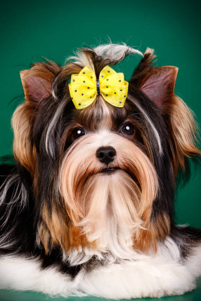 istock Biewer Yorkshire Terrier on colored backgrounds 1313787392