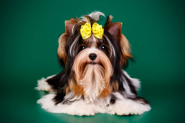 istock Biewer Yorkshire Terrier on colored backgrounds 1313787394
