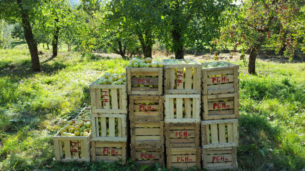 istock Apples in wooden crates 1313788662