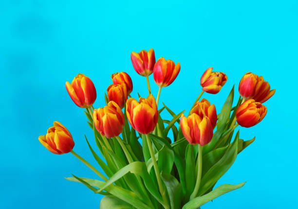 istock Fresh tulip flowers on a blue background. 1313788712