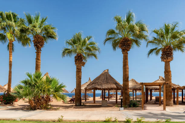 istock Palm trees on Sunny beach in tropical resort 1313788813