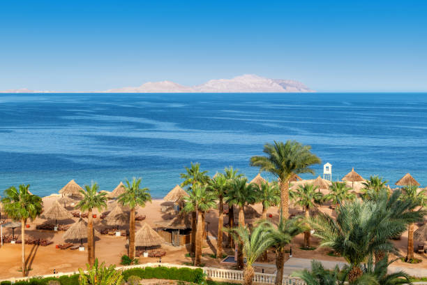 Tropical beach resort in Red Sea Aerial view of palm trees in sunny beach in tropical resort in Red Sea coast in Egypt, Africa. hurghada stock pictures, royalty-free photos & images