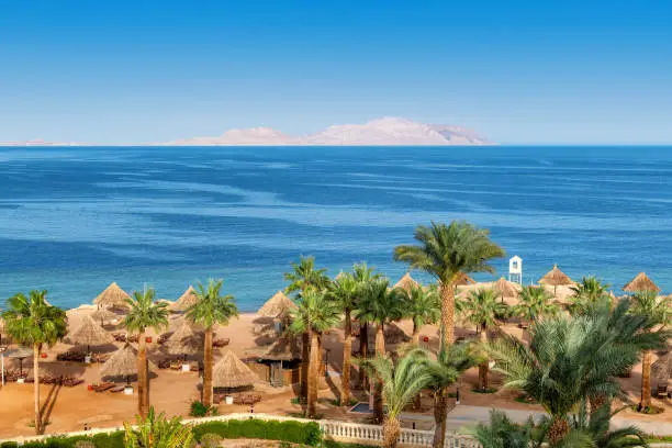 Aerial view of palm trees in sunny beach in tropical resort in Red Sea coast in Egypt, Africa.