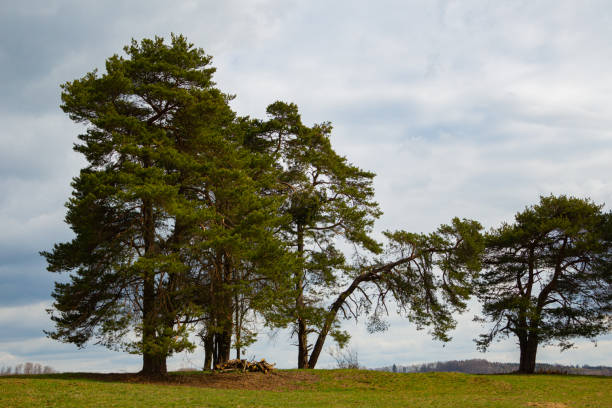 A peaceful spring landscape featuring a grassy green meadow with scattered fir trees under a bright blue sky with soft white clouds.