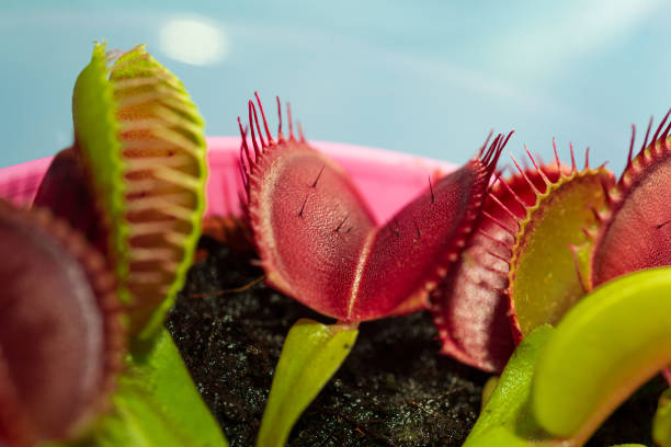 Venus Flytrap Understanding such processes, the scientists say, could help biomedical researchers and aerospace engineers create a new generation of “intelligent materials” that can use similar signaling processes to change shape as needed, much as the Venus flytrap reflexively snaps shut when it senses its prey. It’s an open and shut case for new research, including a more detailed examination of exactly how the various parts of the plant know how to spring shut at just the right moment. carnivorous stock pictures, royalty-free photos & images