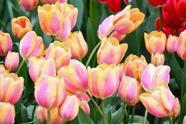 Beuatiful Calypso tulips glowing orange-reddish flowers with canary-yellow margins petals ,colorful bowl-shaped blossom in spring .Background nature concept.