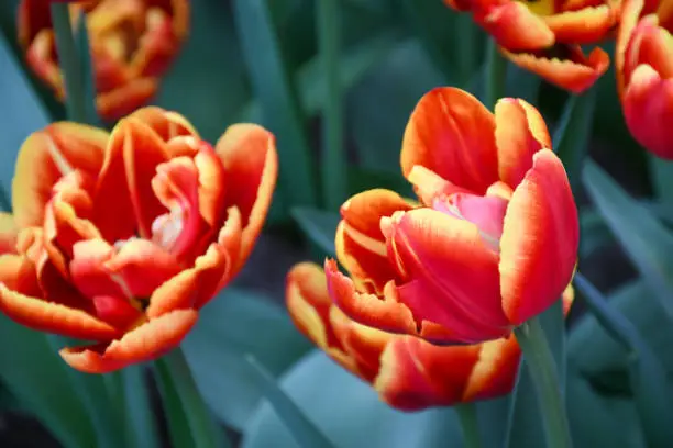 Beuatiful Hot Honey Rag tulip blooming with glowing orange-reddish flowers with canary-yellow margins petals ,colorful bowl-shaped blossom in spring .Background nature concept.