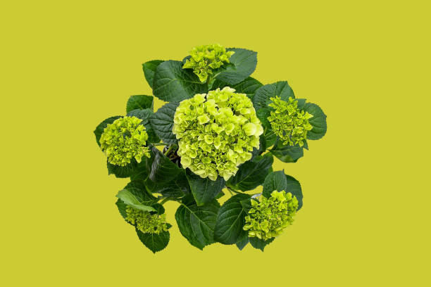 Hermosa Hortensia Verde Flor Redonda Grande O Flores De Hortensia Macrophylla Niphym Con Hojas Verdes Sobre Fondo De Cal Granadina Y Camino De Recorte Vista Superior De La Planta Perenne Foto de Hermosa Hortensia Verde Flor Redonda Grande O Flores De Hortensia Macrophylla Niphym Con Hojas Verdes Sobre Fondo De Cal Granadina Y Camino De Recorte Vista Superior De La Planta Perenne Foto de