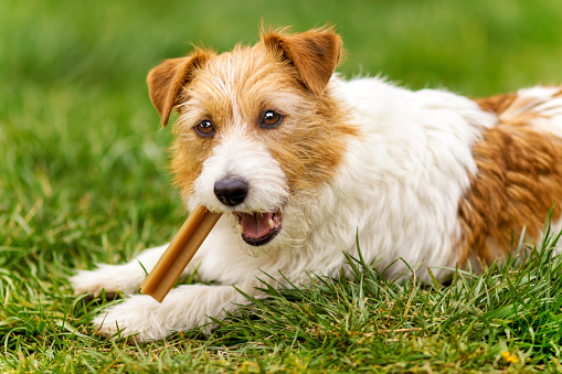 Feliz cachorro de perro mascota masticando, comiendo snack treat photo