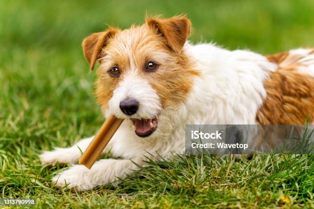 Happy Pet Dog Puppy Chewing Eating Snack Treat Stock Photo - Download Image Now - Dog, Snack, Dental Health