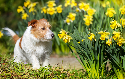 Cute jack russell terrier pet dog puppy smelling flower in the grass
