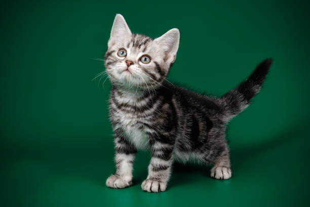 istock American shorthair cat on colored backgrounds 1313792078