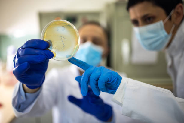 Two microbiologists with protective face masks looking at Petri dish in laboratory Two microbiologists with protective face masks looking at Petri dish in laboratory, focus on Petri dish antibiotic resistant photos stock pictures, royalty-free photos & images