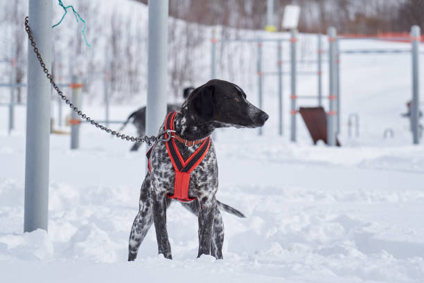 istock The dog on the chain was alert 1313793944
