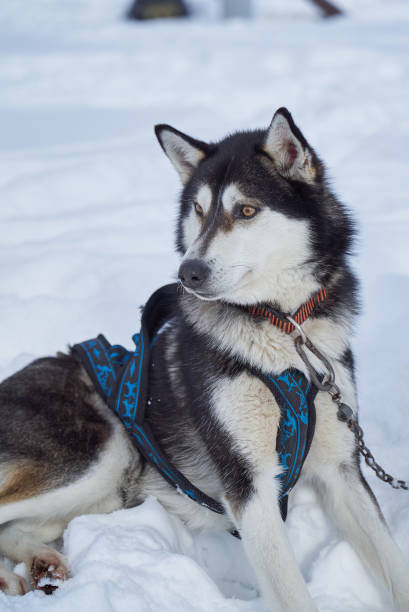 istock The dog on the chain was alert 1313793950