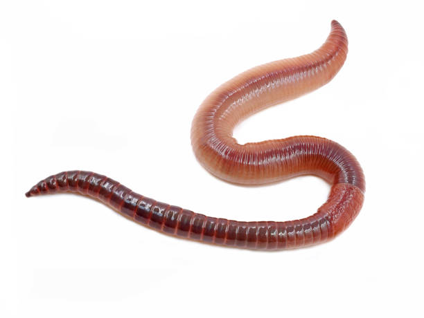 istock single earthworm isolated on white background, close up studio shot 1313794487