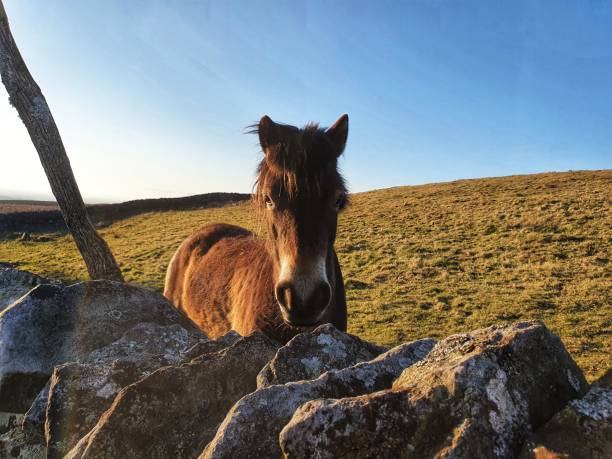 istock Talkin Fell horse 1313798786