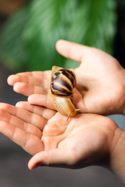 istock Achatina snail is crawling on palms 1313799130