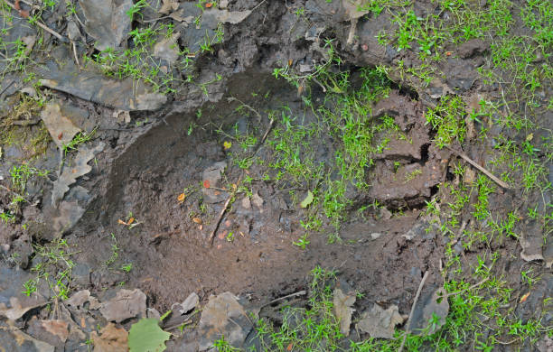 istock Footprint of brown bear 1313800009