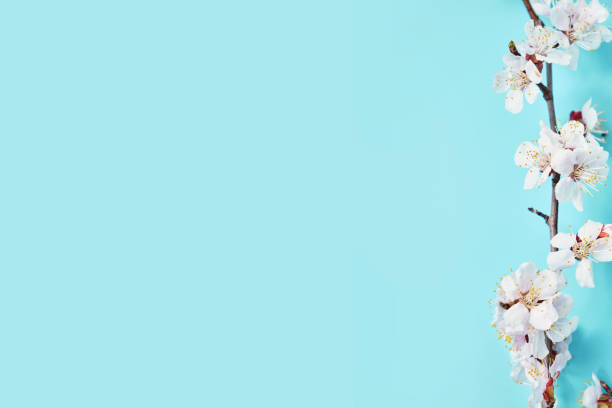istock photo of spring white cherry blossom tree on blue 1313800873