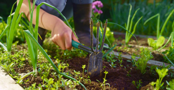 Girl hoeing weeds in vegetable garden Low section of girl hoeing weeds in vegetable garden using hand fork and mattock. garden hoe photos stock pictures, royalty-free photos & images