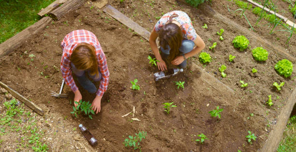 istock Girls working in vegetable garden 1313801228